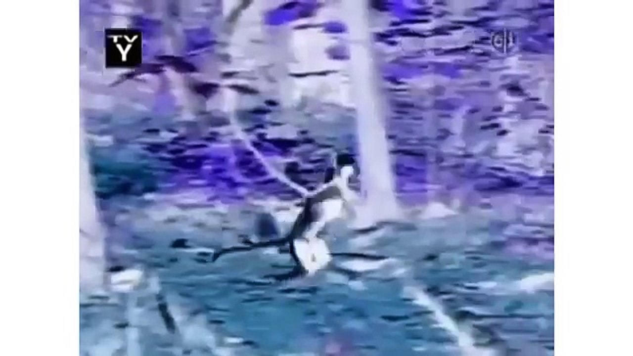 Zoboomafoo Theme Song in G-Major