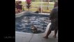 Une famille découvre un alligator géant dans leur piscine