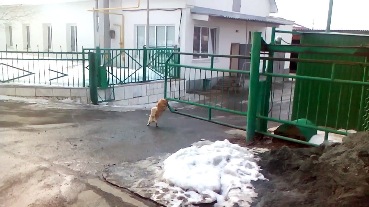 Le chien de garde le plus efficace du monde! Ahahah