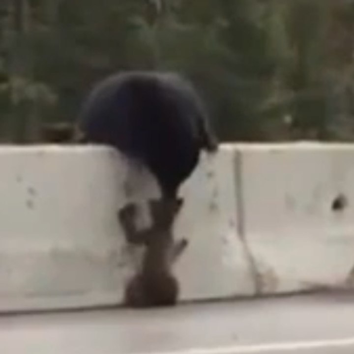 A Mommy bear saves her cub trapped on the motorway