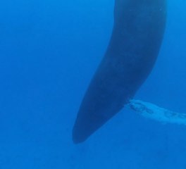 How whales sleep underwater