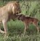 A lioness saves a baby gnu