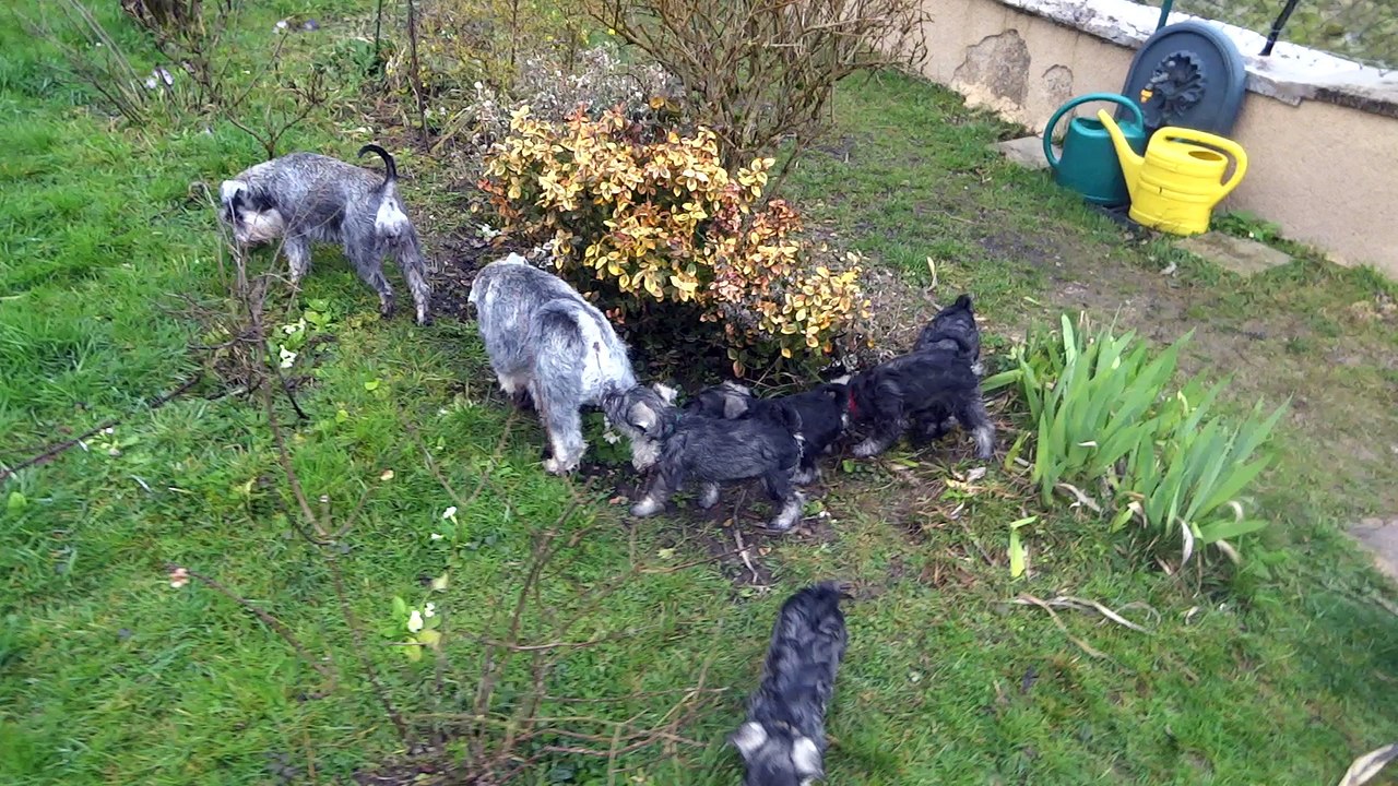 Schnauzers nains poivre et sel De La Forêt Enchantée 2016 - 8 semaines