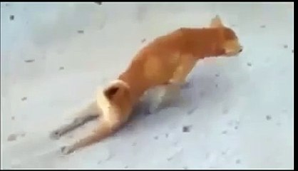 Funny Dogs And Cats Videos Dailymotion