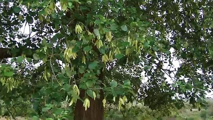 Bites Scorpion sting. © Pankaj Oudhia