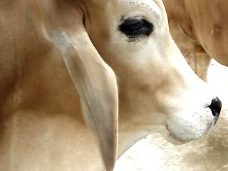 Funny Animal Oddities- How Many LEGS Does a COW Have-