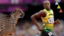 10 animales que corren más rápido que Usain Bolt