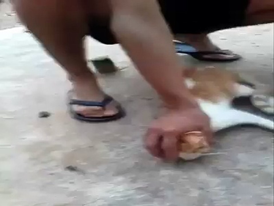 Funny Cat