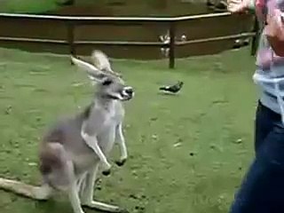 Kangaroo Really Wants A Hug Funny Animal Videos