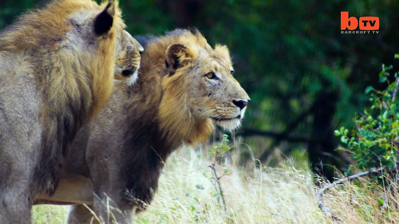 Scaredy Cat: Buffalo Foils Lion Attack By Puncturing Tyre