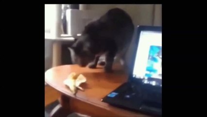 Приколы про животных 2016