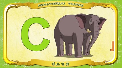Мультіпедія тварин. Літера С Слон