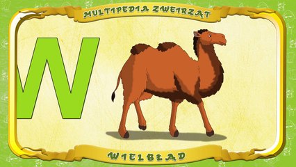 Multipedia Zwierząt. Litera W Wielbłąd