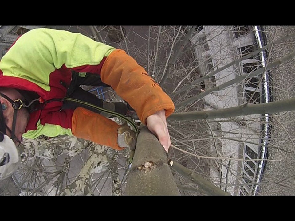 [Arboriste] Les platanes de l'école.