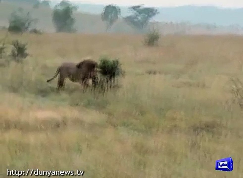 Love Between Man and Lion