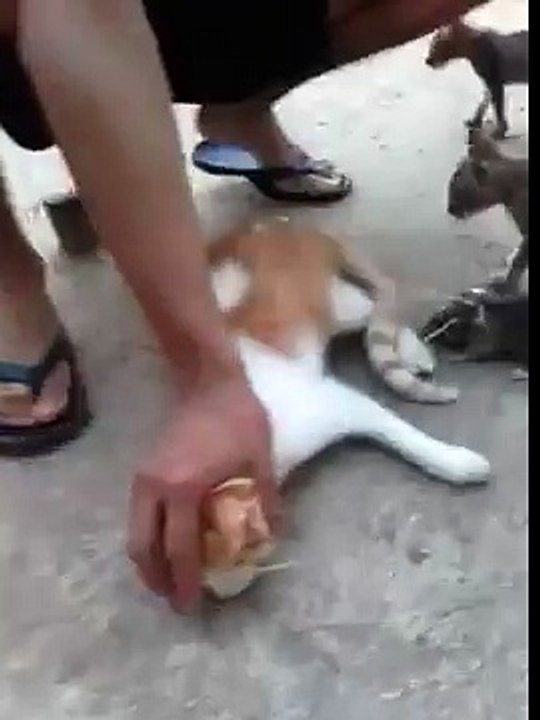 Funny Video  Cat with Rat