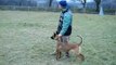 sunny 15 month old female malinois