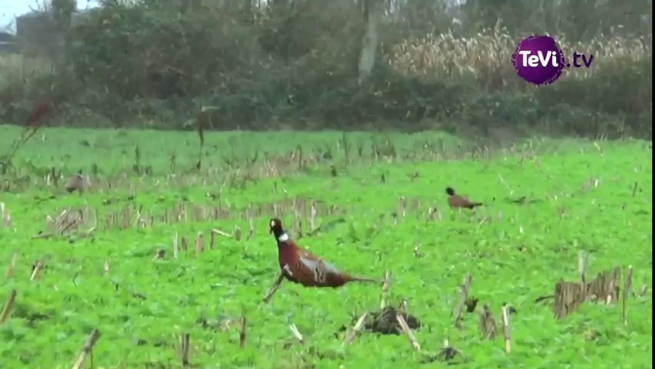 Chasse durable dans la Manche [TéVi] 16_03_04
