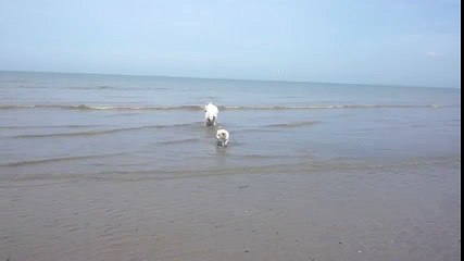 Tchoupi à la mer  Dessins Animés T'choupi