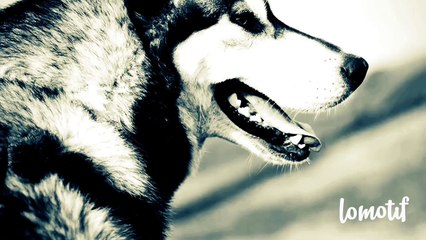 Фильм про животных за 30 секунд!!!