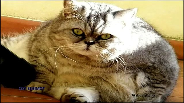 РЕЙТИНГ САМЫХ БОЛЬШИХ КОТОВ 2016 & ОЧЕНЬ ТОЛСТЫЕ БОЛЬШИЕ КОТЫ