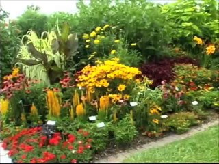 How to Grow Mints in the Garden