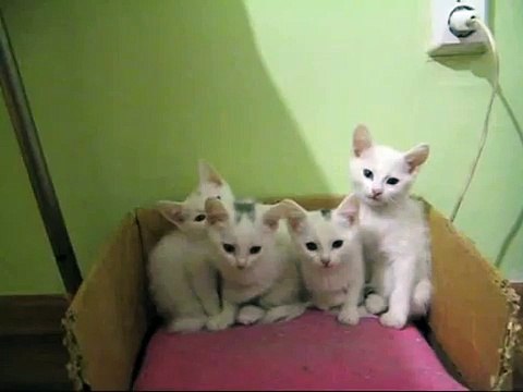 Кэмбоу cats - Поющие котята. 30 секунд и ты уже улыбаешься))