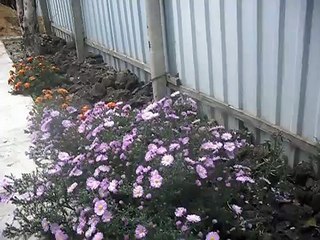 Колибри в Молдове