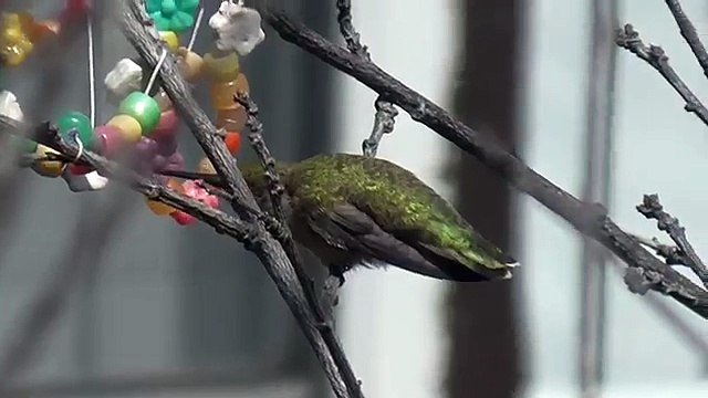 Колибри за окном