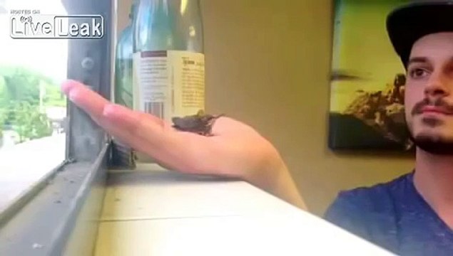 Парень спас птенца колибри. Супер!