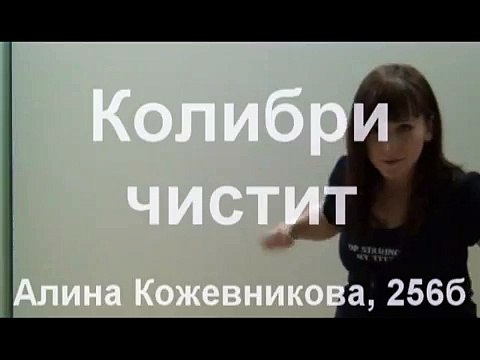 птица колибри