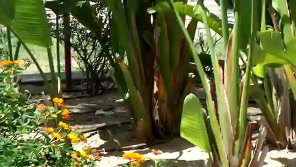 Птицы Израиля