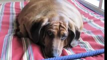 Самые толстые собаки в мире (Top 5!)
