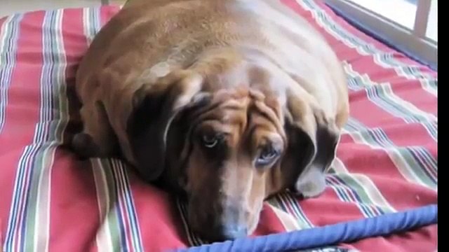 Самые толстые собаки в мире (Top 5!)