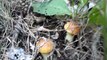 Поход за грибами в хвойный лес. Где растут грибы маслята (2012 год)