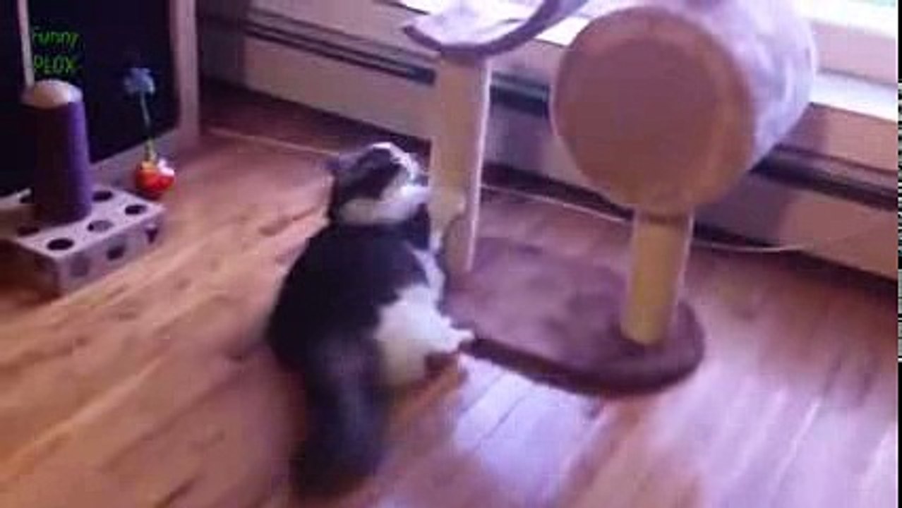 Толстые кошки. Не могут. Свежая подборка