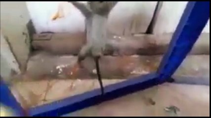 Mouse  amazing video must watch it
