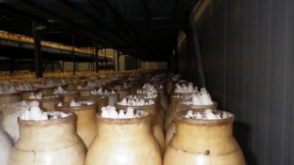 Степной белый гриб - Еринги. Так растет в банках