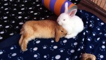 Cute mini lop rabbits cuddling HD (8 weeks old)