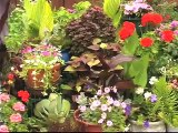 Growing Herbs in Containers