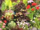 Growing Vegetables and Herbs in Containers