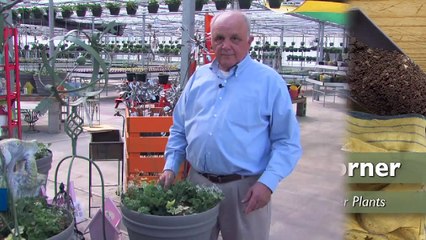 How to Arrange and Space Container Plants