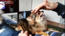 Ultimate Funny Dog Videos Compilation 2016 [NEW] - Dogs and Puppies