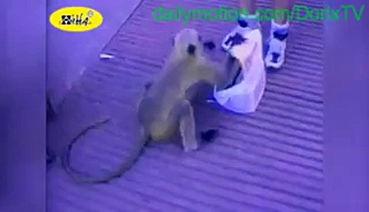 Funny Animals FAIL Compilation - Best of 2015