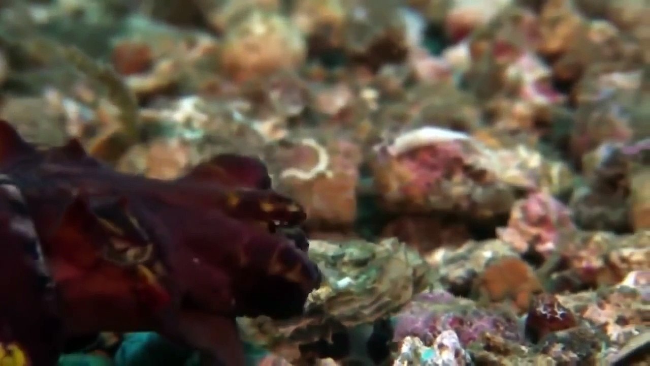 Giant pacific octopus - Wild discovery channel National Geographic documentary Animal planet