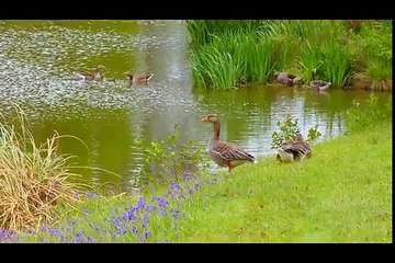 Pashto Naat Hafiz Abdull Wasi Samim Spidi Kho Raghli