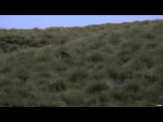 Trigger Effect - New Zealand Part One