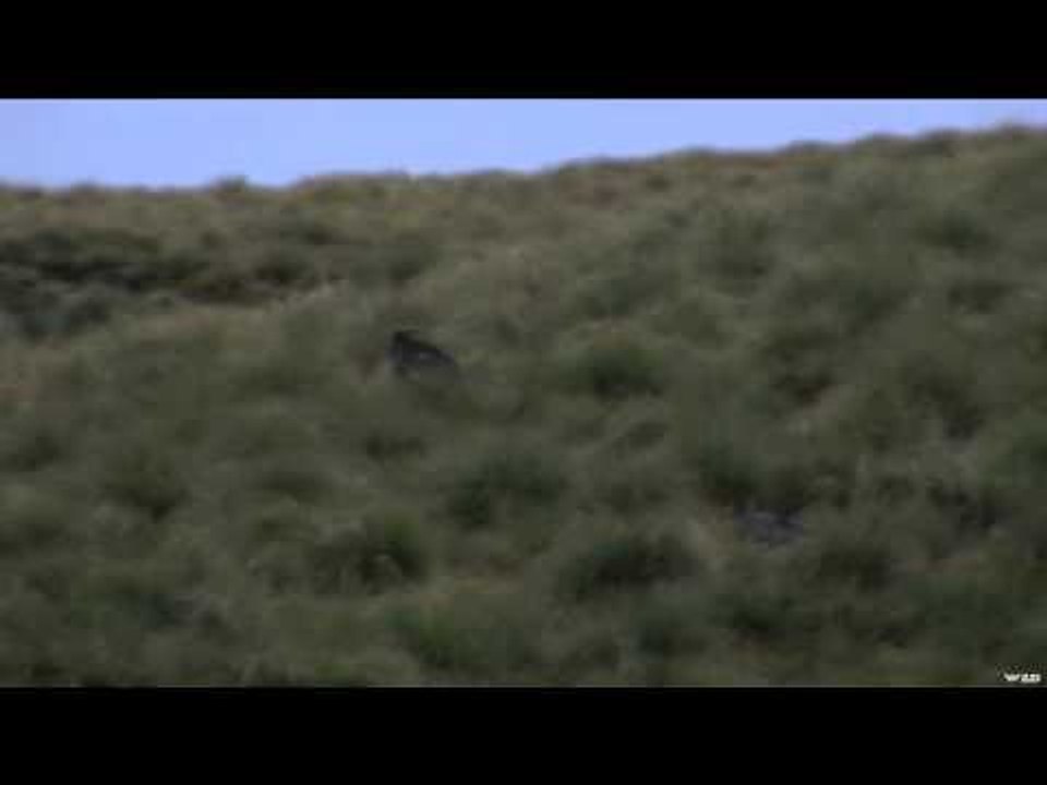 Trigger Effect - New Zealand Part One