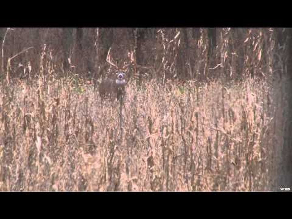 Adrenaline Junkies  - Shea's Buck