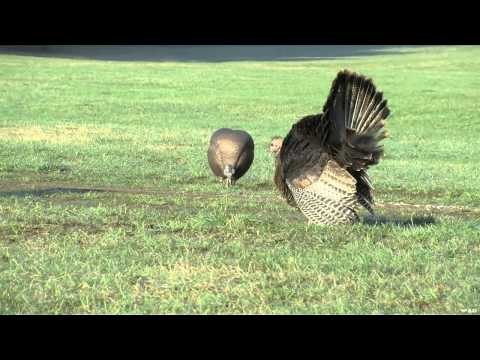 Trigger Effect - Confused Thunder Chickens